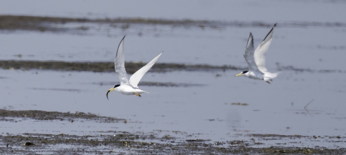 Least Tern - ML620623855