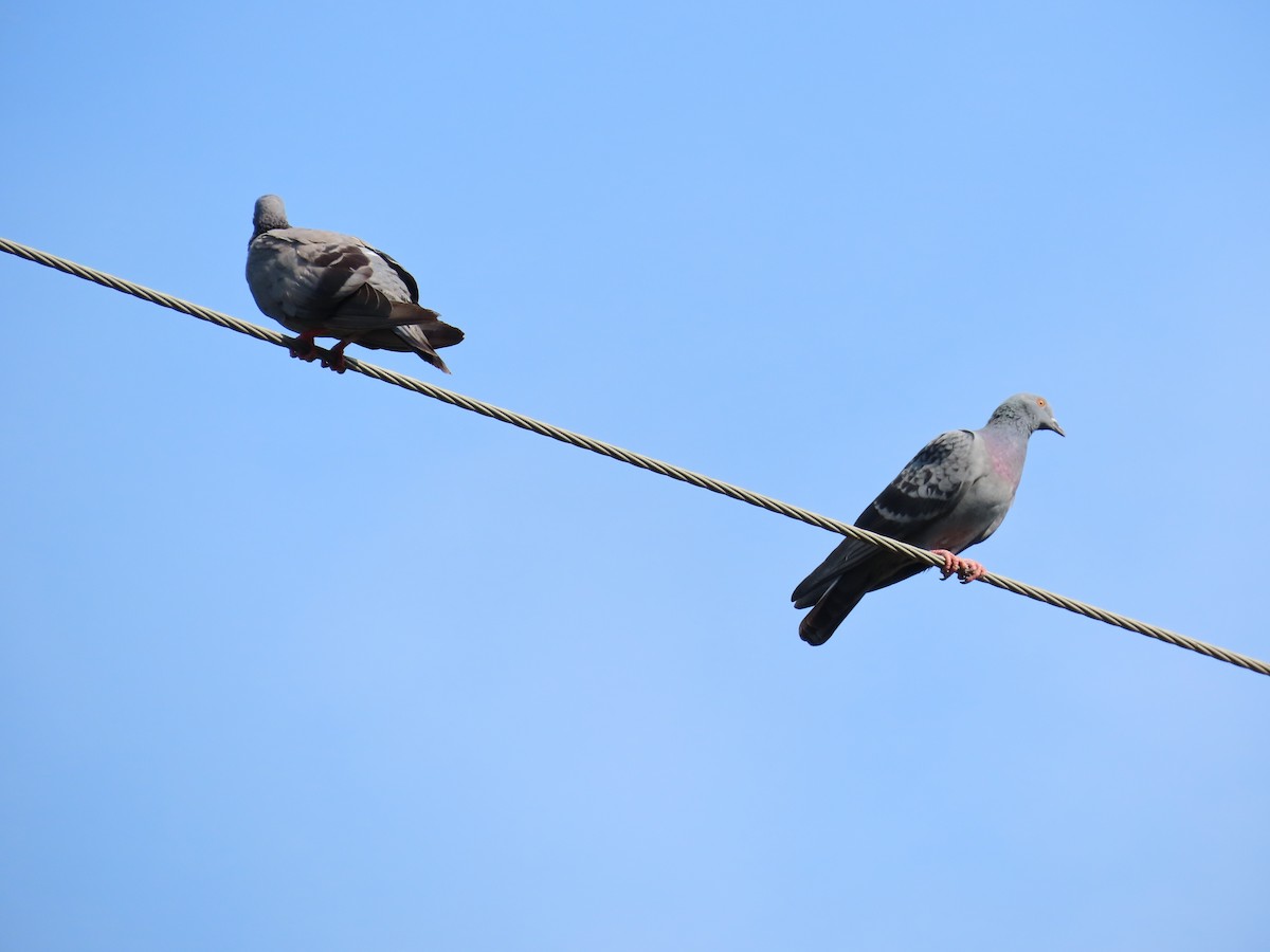 Rock Pigeon (Feral Pigeon) - ML620623856