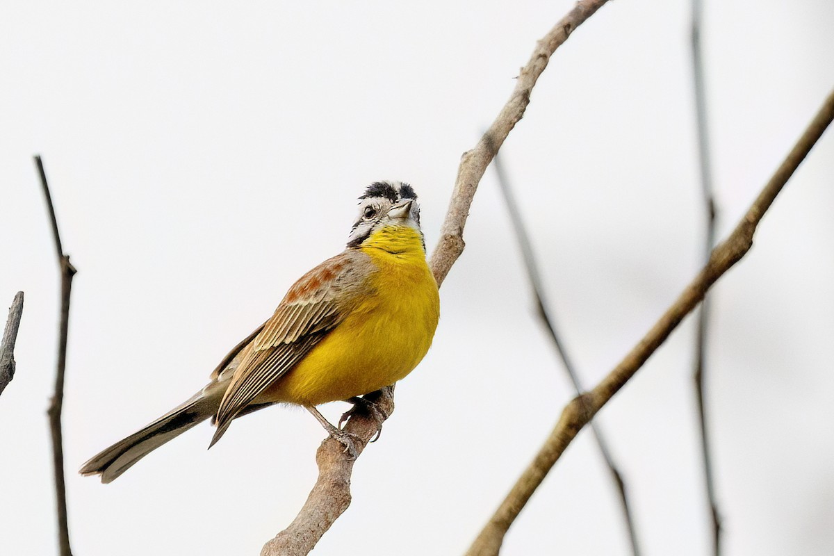 Brown-rumped Bunting - ML620623858