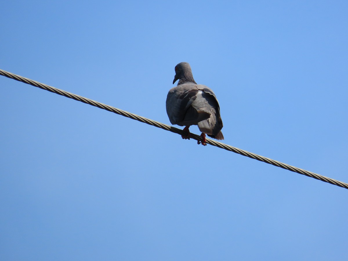 Rock Pigeon (Feral Pigeon) - ML620623859