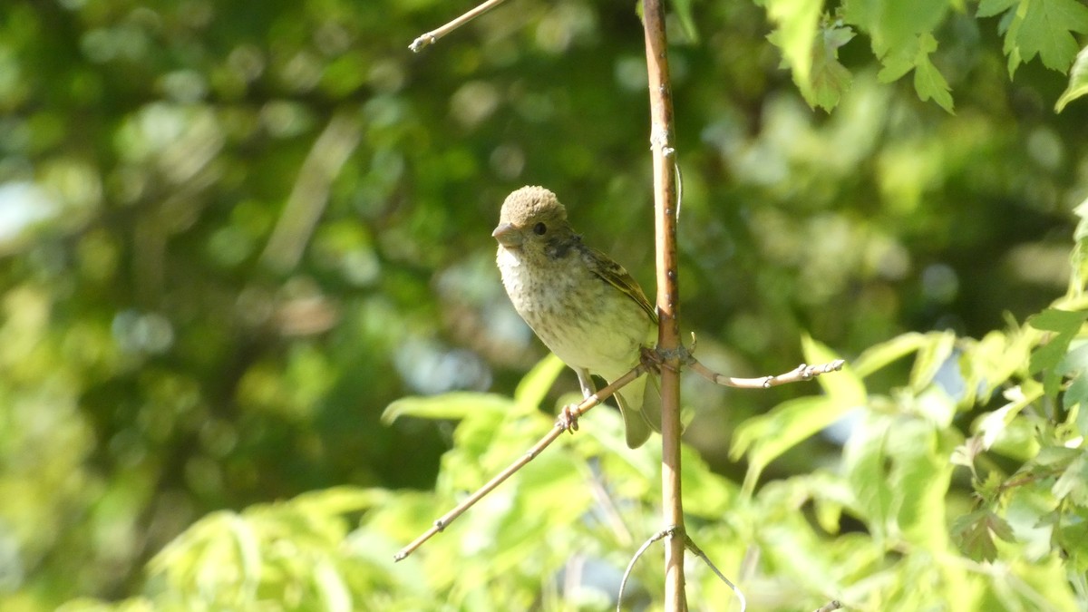 Common Rosefinch - ML620623861