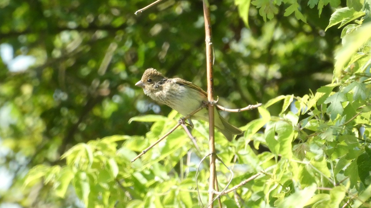 Common Rosefinch - ML620623862