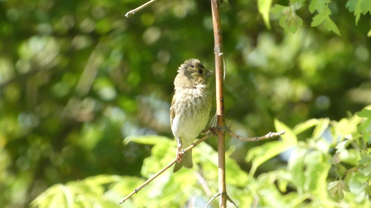 Common Rosefinch - ML620623863