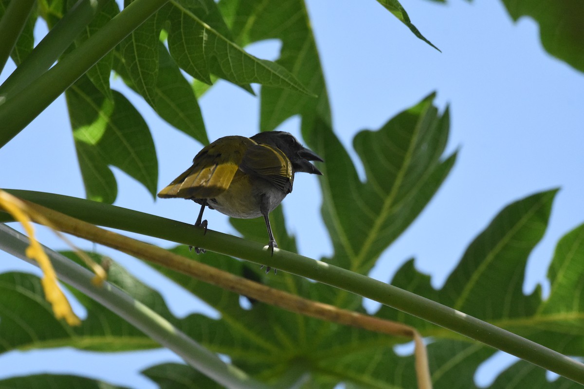 Buff-throated Saltator - ML620623867