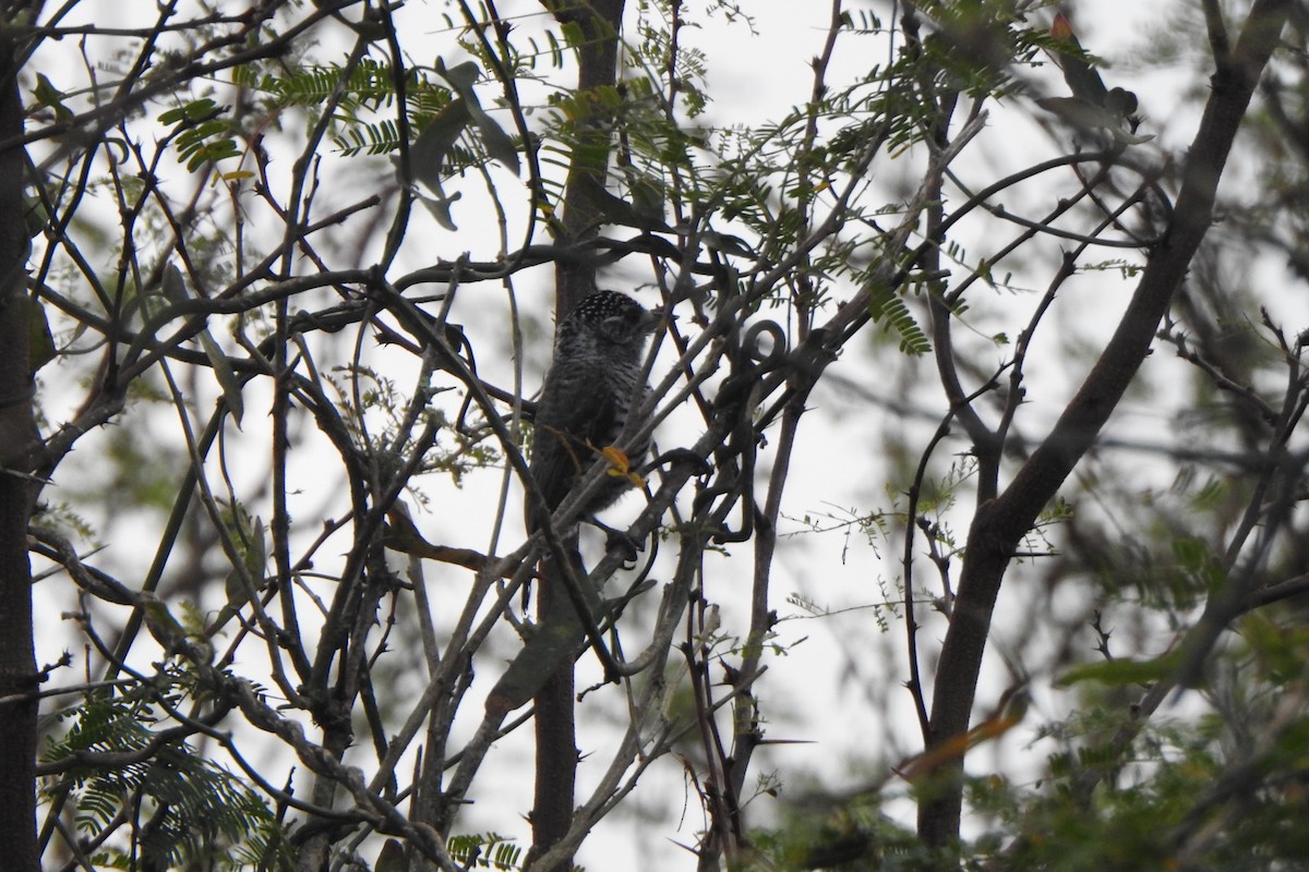 White-barred Piculet - ML620623870