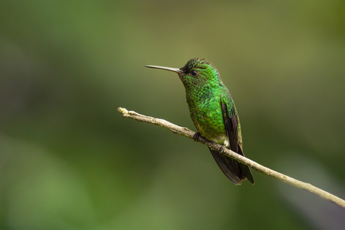 Steely-vented Hummingbird - ML620623872