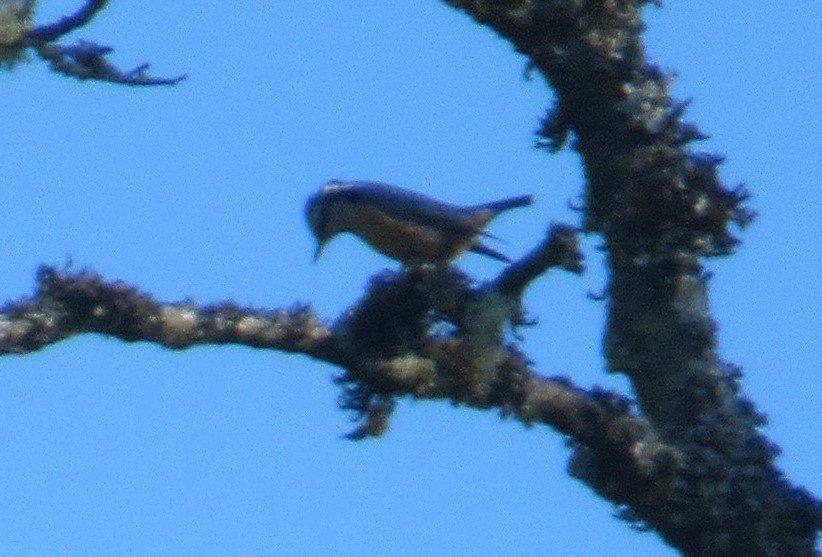 Red-breasted Nuthatch - ML620623880