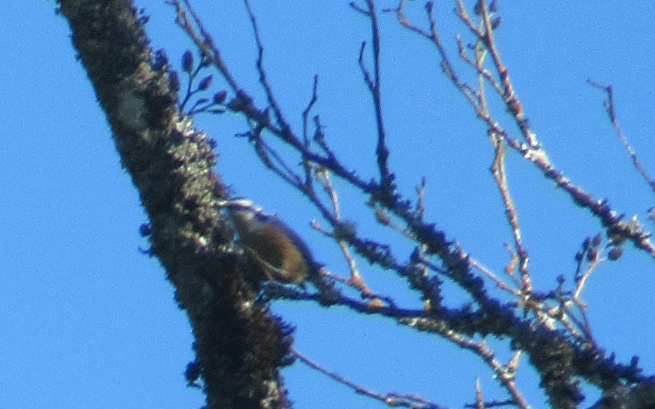 Red-breasted Nuthatch - ML620623881