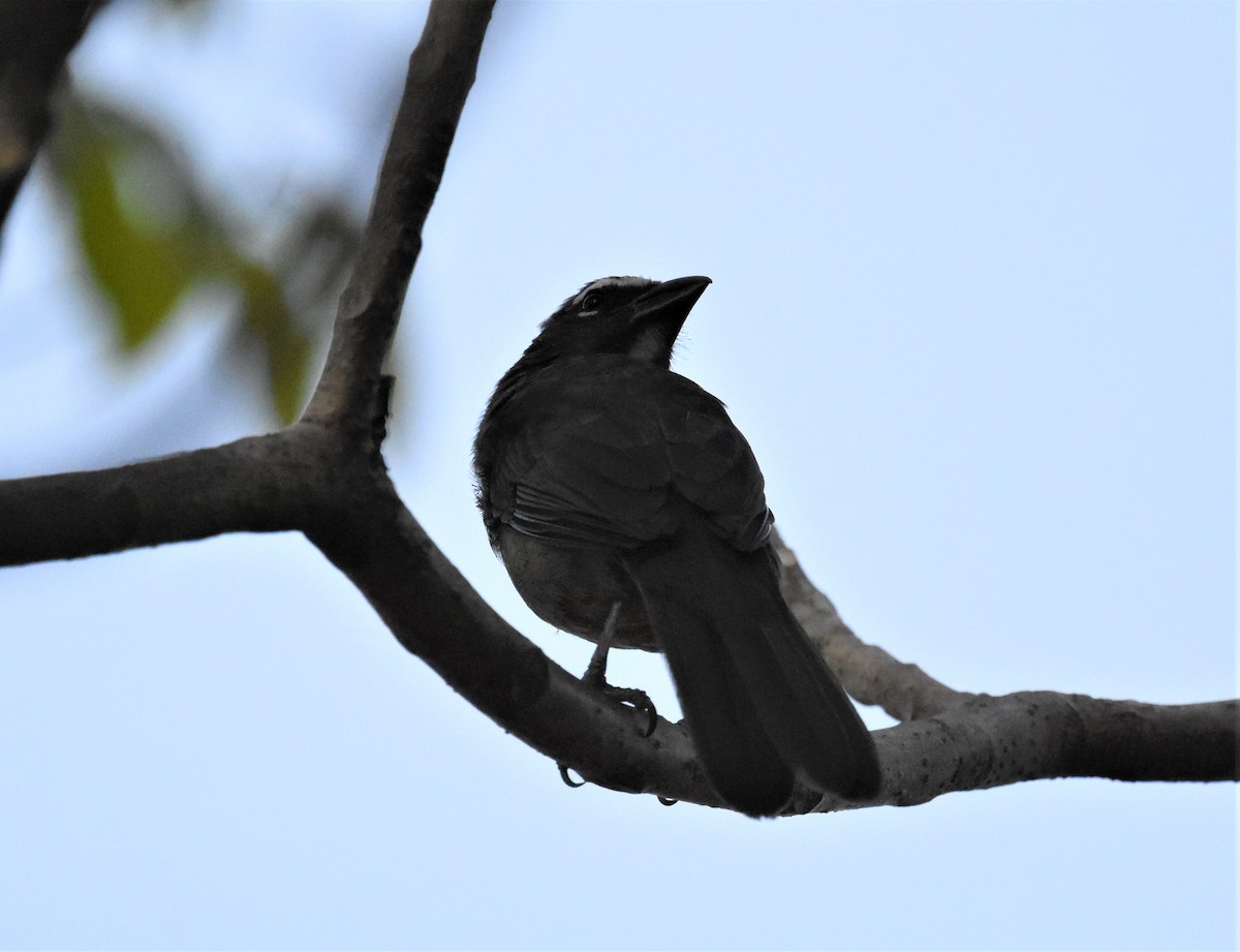 Cinnamon-bellied Saltator - ML620623886