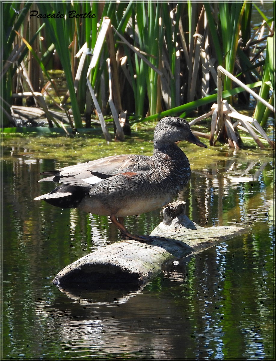 Canard chipeau - ML620623892