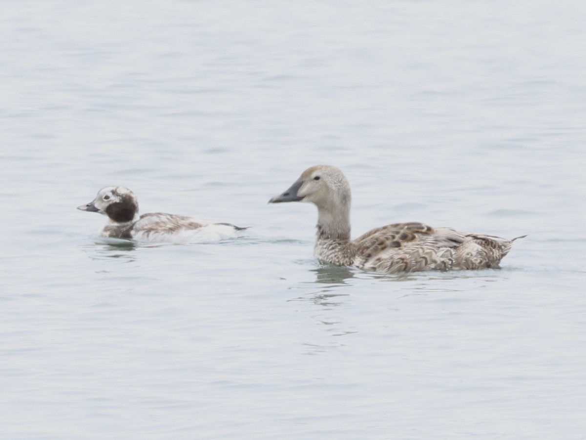 Eider à tête grise - ML620623897