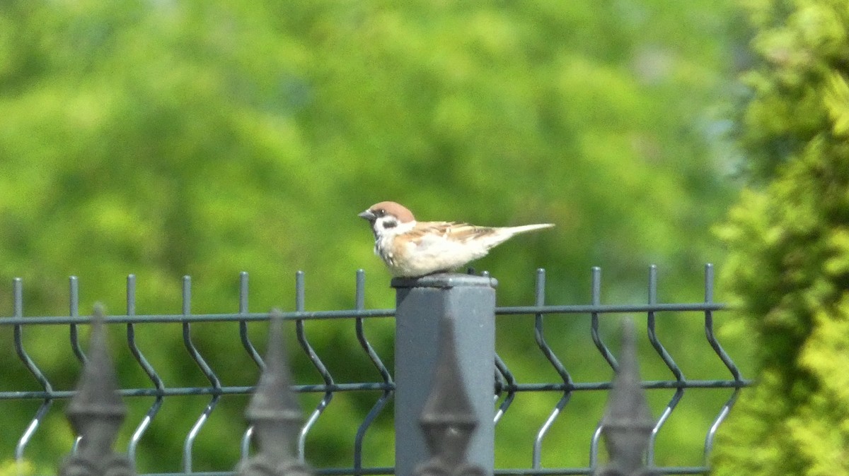 Eurasian Tree Sparrow - Malini Kaushik