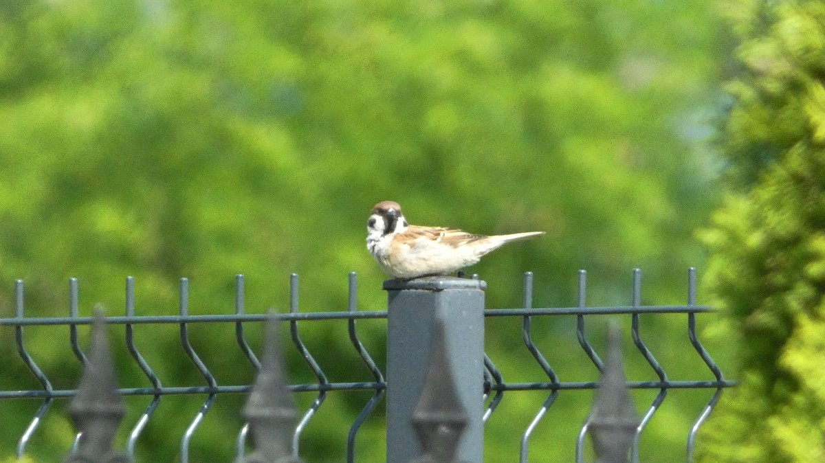 Eurasian Tree Sparrow - ML620623899