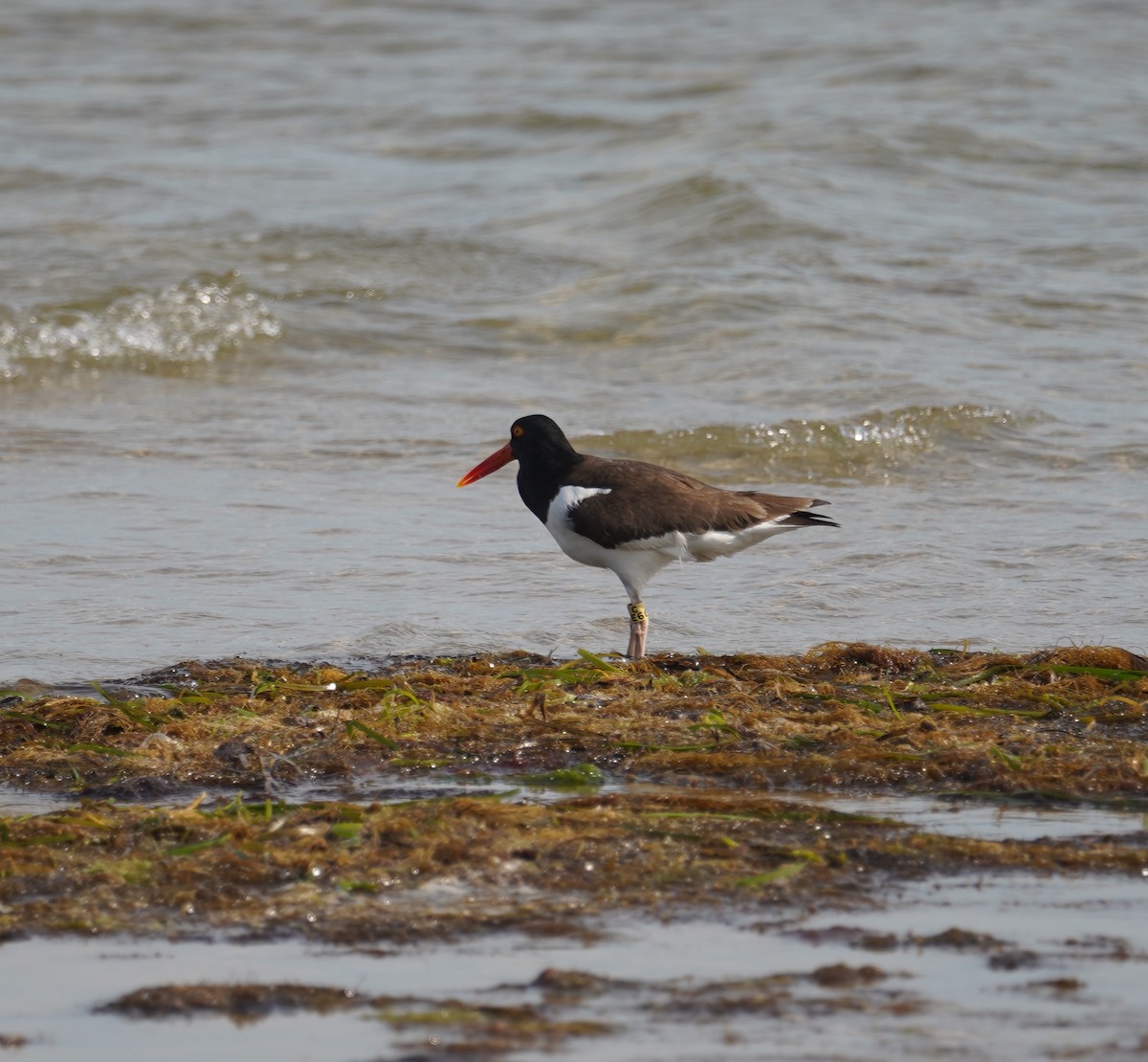 American Oystercatcher - ML620623905