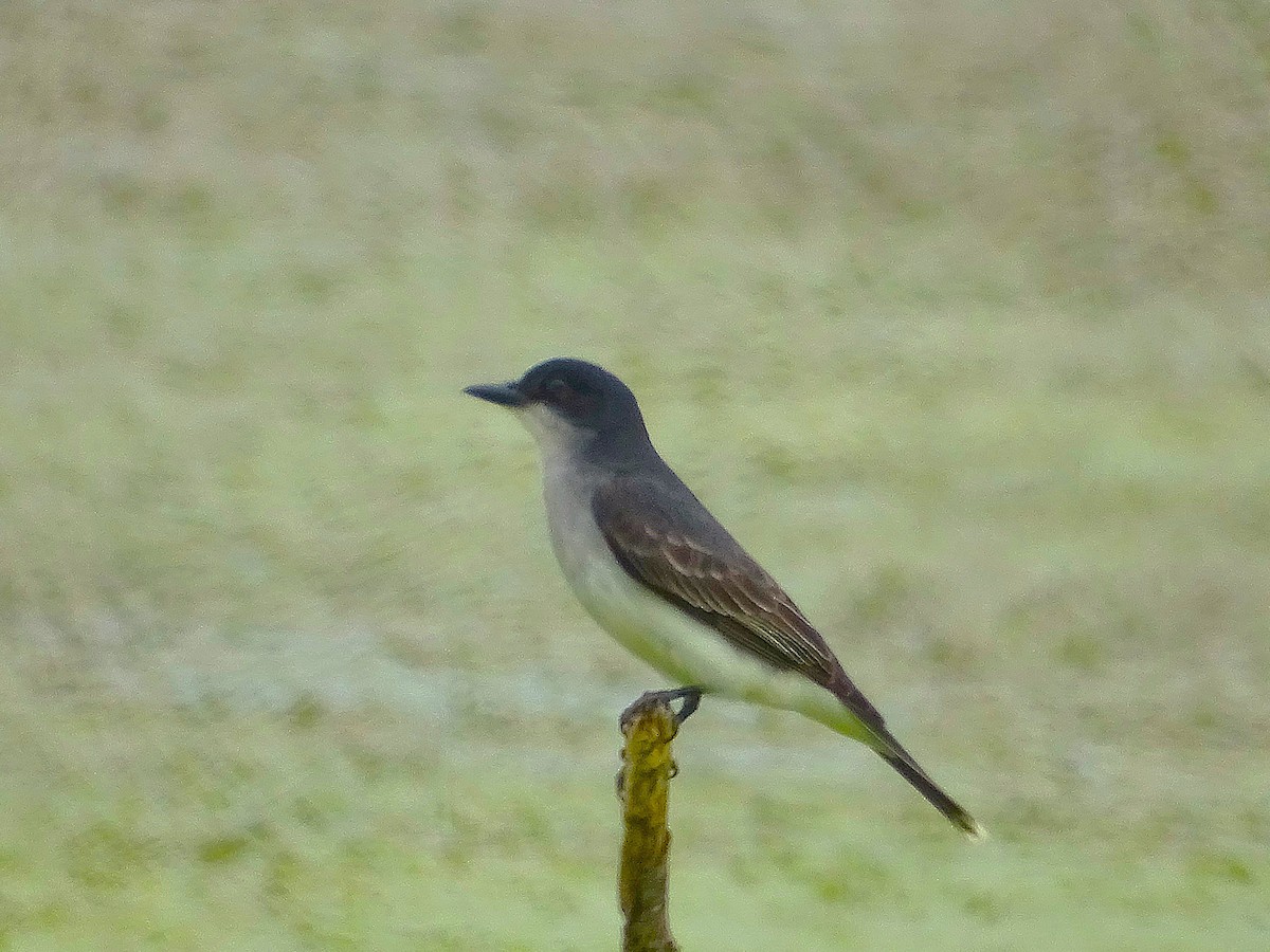 Eastern Kingbird - ML620623906