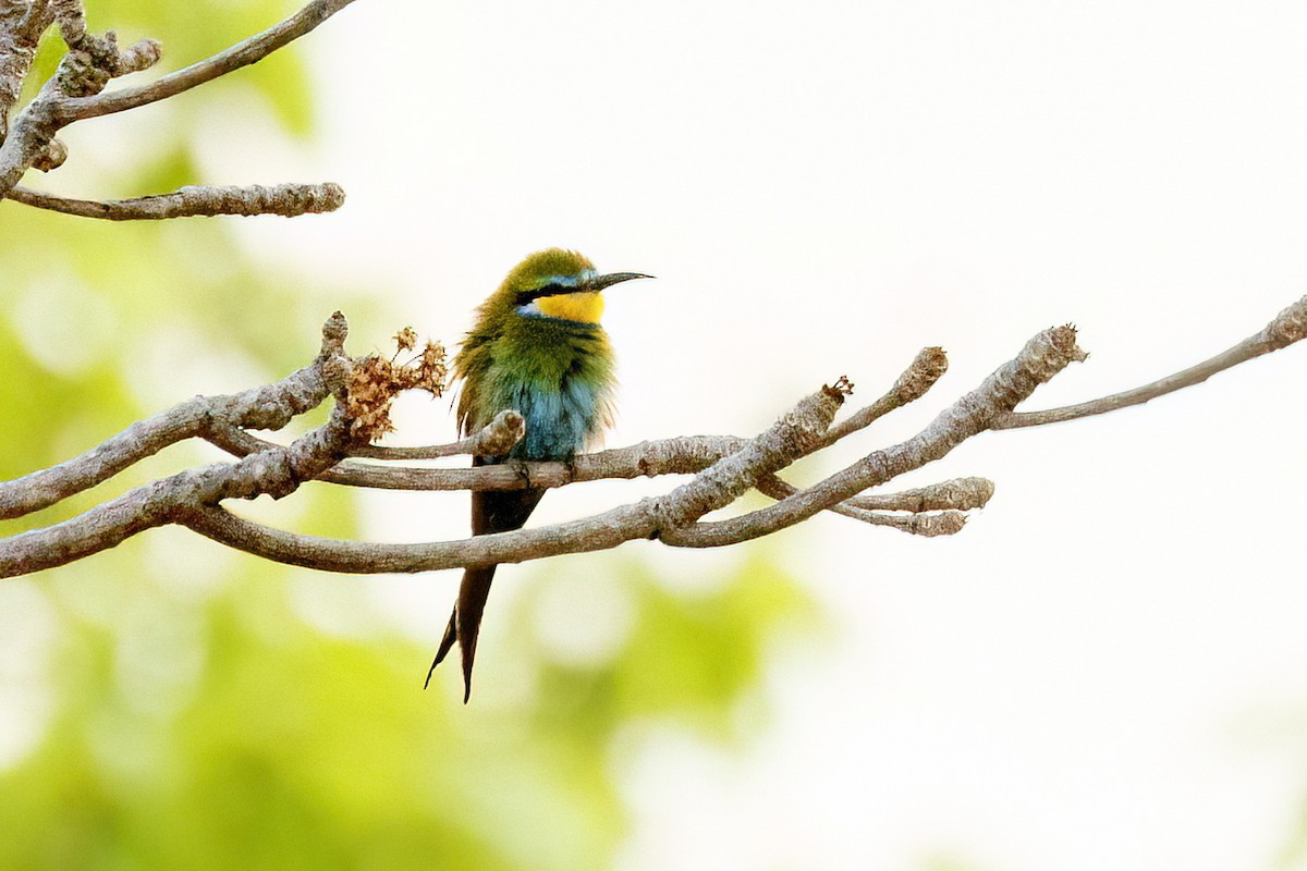 Swallow-tailed Bee-eater - ML620623909