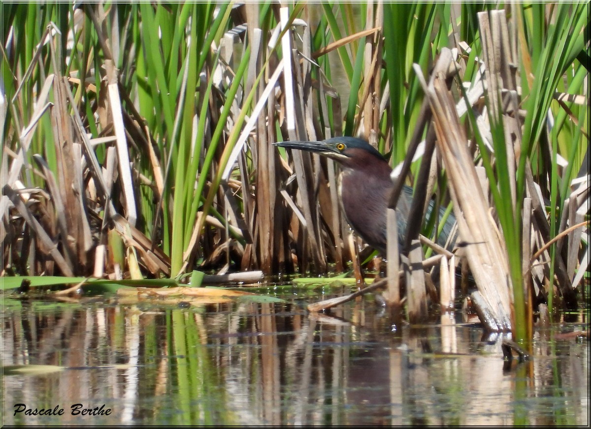 Green Heron - ML620623910