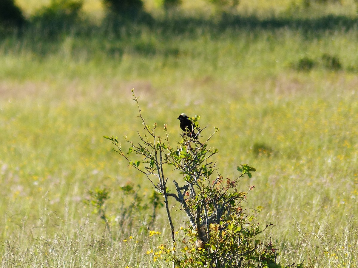 bobolink americký - ML620623912