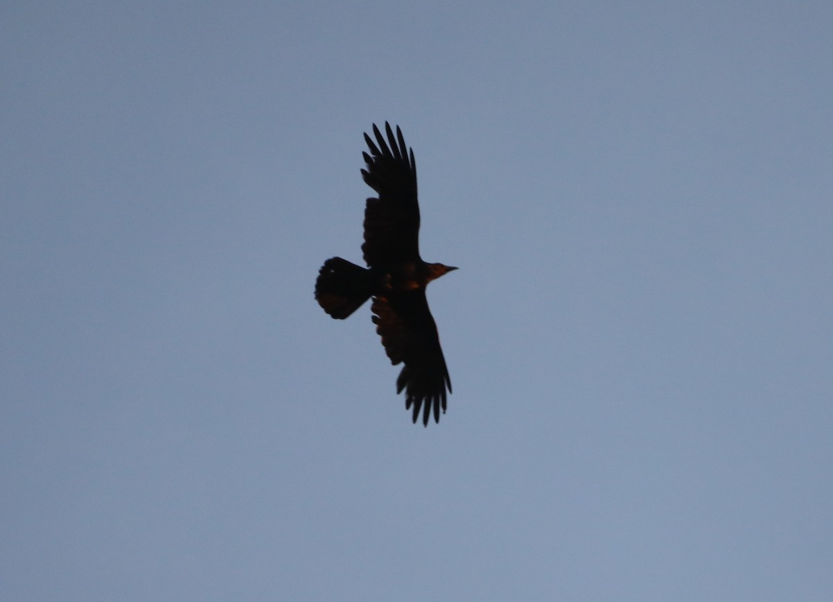 American Crow - ML620623918