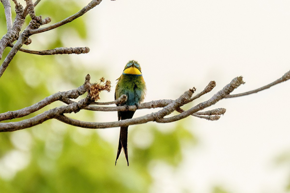 Swallow-tailed Bee-eater - ML620623921