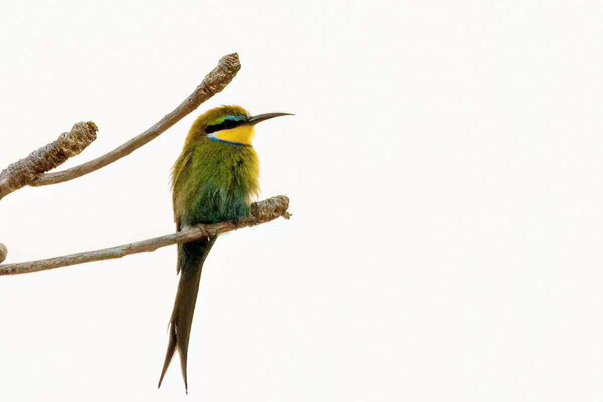 Swallow-tailed Bee-eater - ML620623924