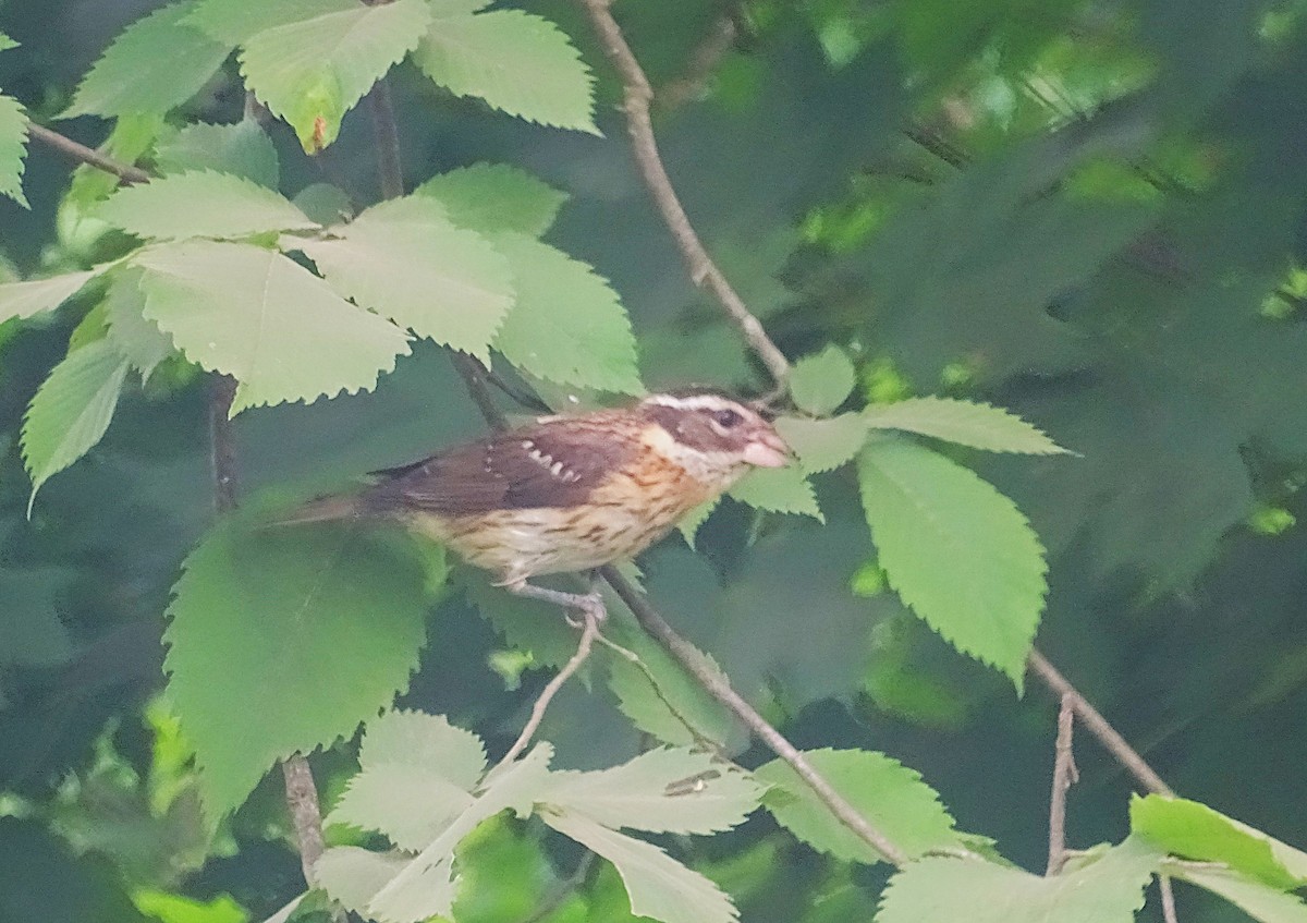 Cardinal à poitrine rose - ML620623925