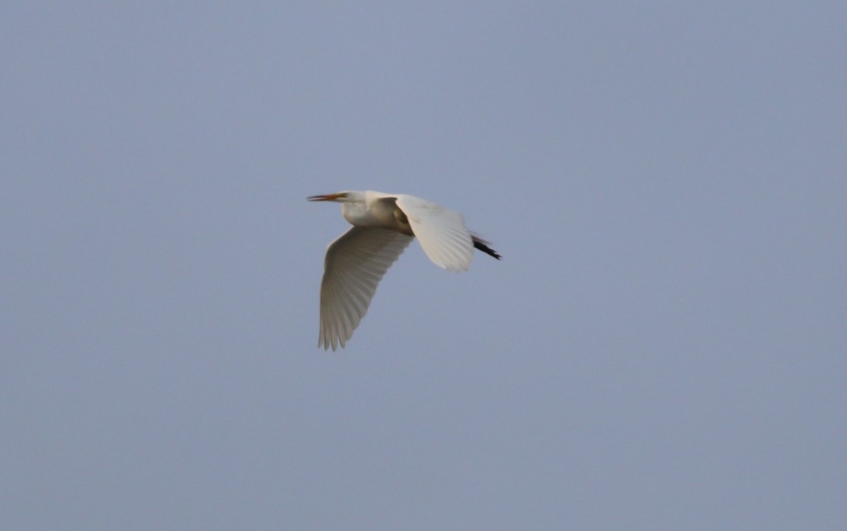 Great Egret - ML620623926