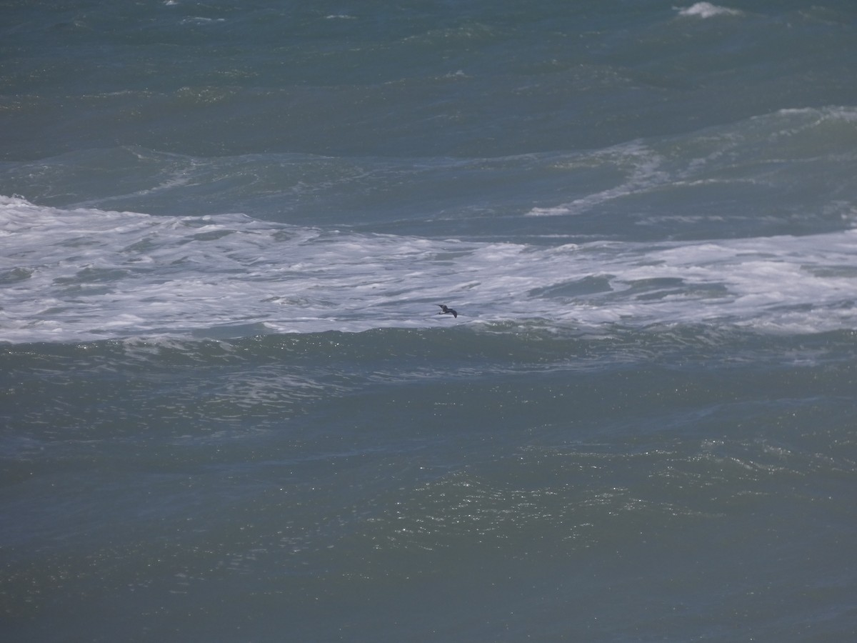 Leach's Storm-Petrel - ML620623928