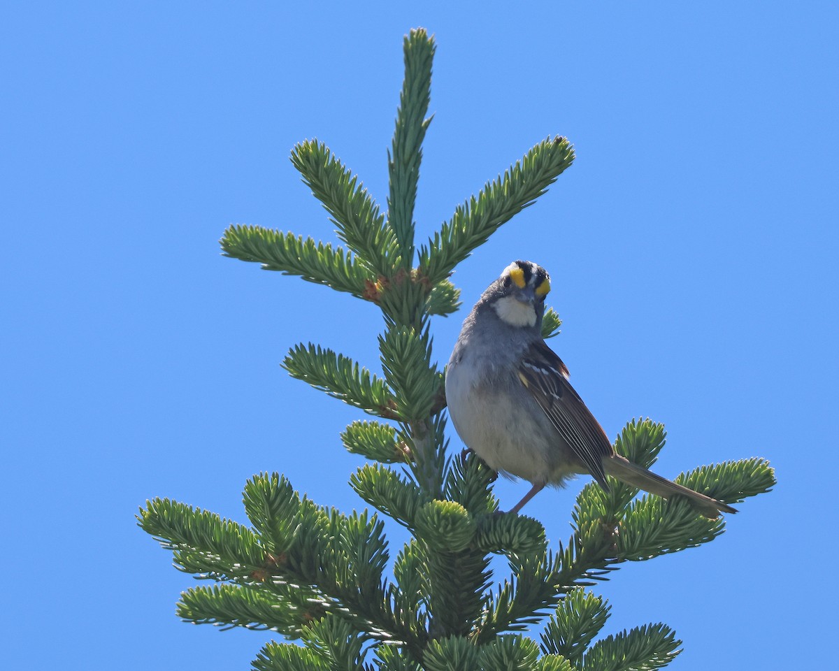 White-throated Sparrow - ML620623930