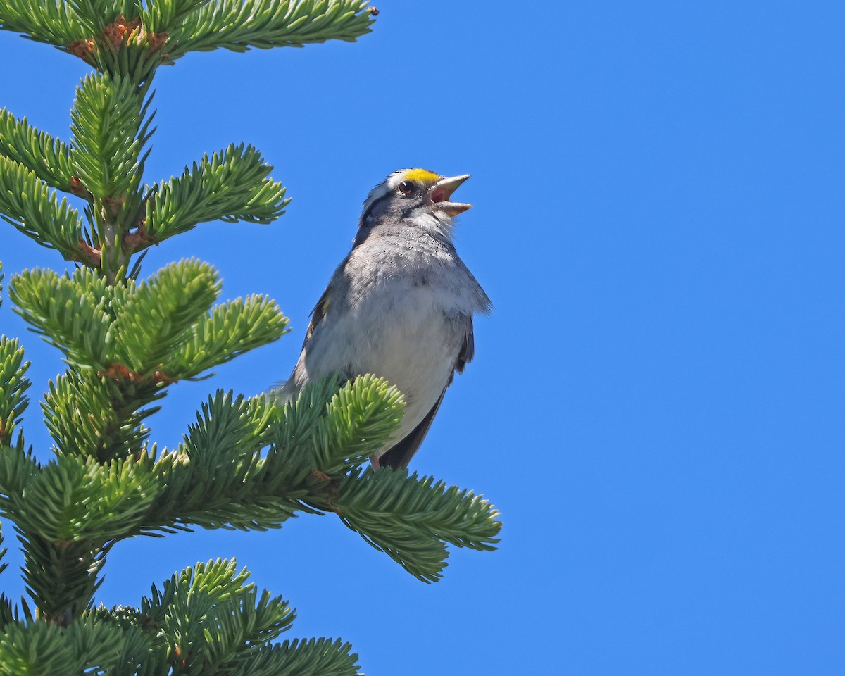 White-throated Sparrow - ML620623931