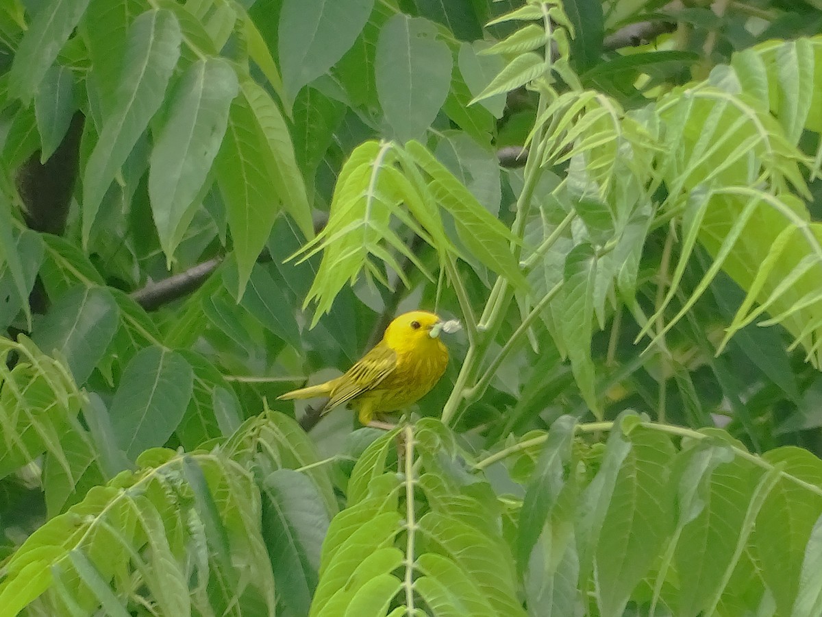 Paruline jaune - ML620623933