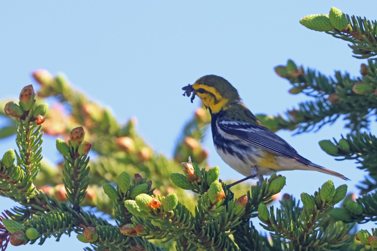 Black-throated Green Warbler - Corey Finger