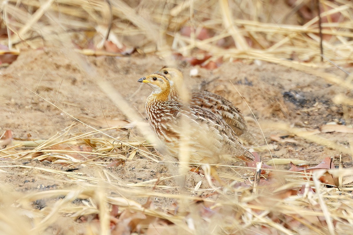 Francolin à gorge blanche (albogularis/buckleyi) - ML620623935