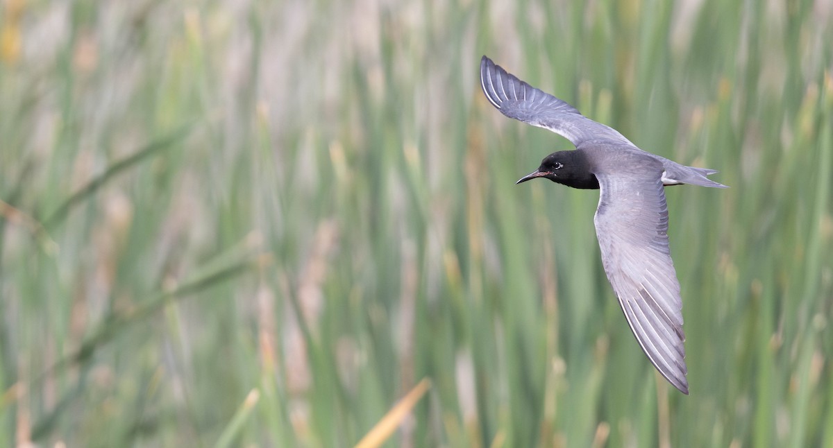 Black Tern (American) - ML620623936