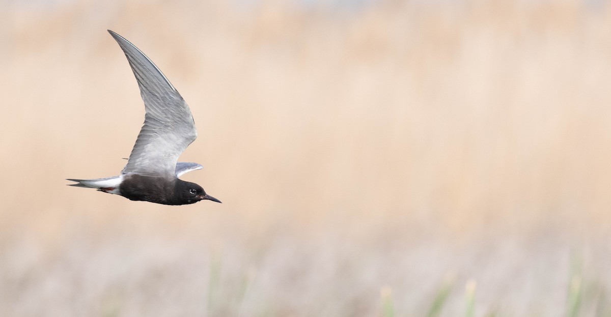 Black Tern (American) - ML620623937