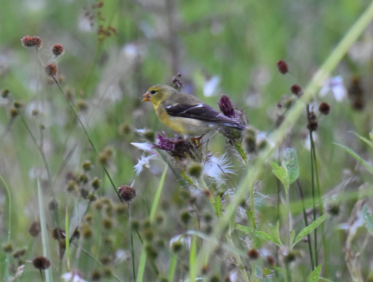 American Goldfinch - ML620623938