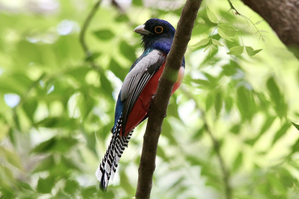 trogon modrotemenný - ML620623942