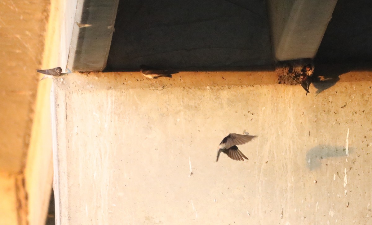 Cliff Swallow - ML620623944