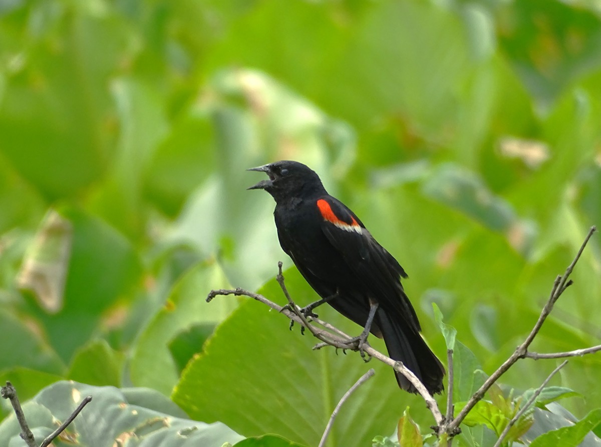 Red-winged Blackbird - ML620623945