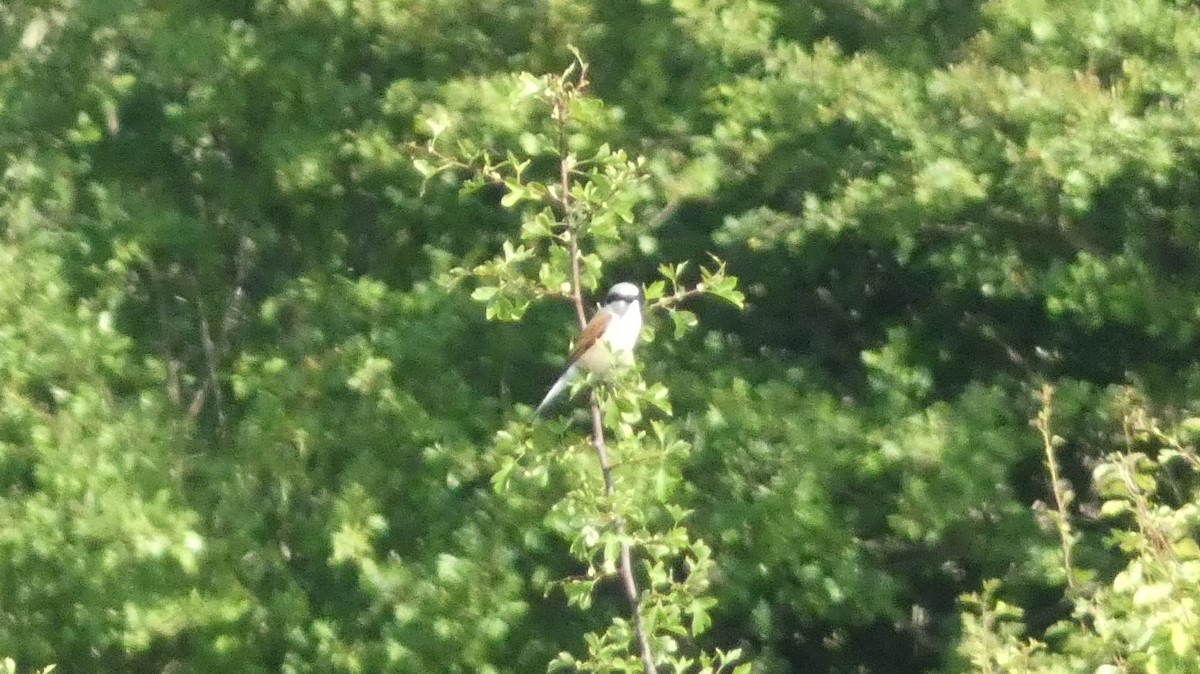 Red-backed Shrike - ML620623946