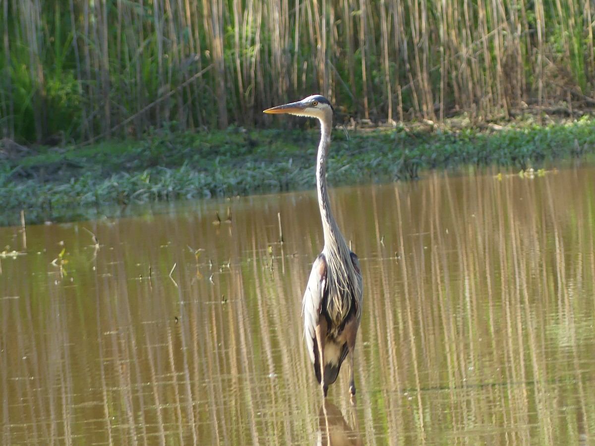 Great Blue Heron - ML620623947