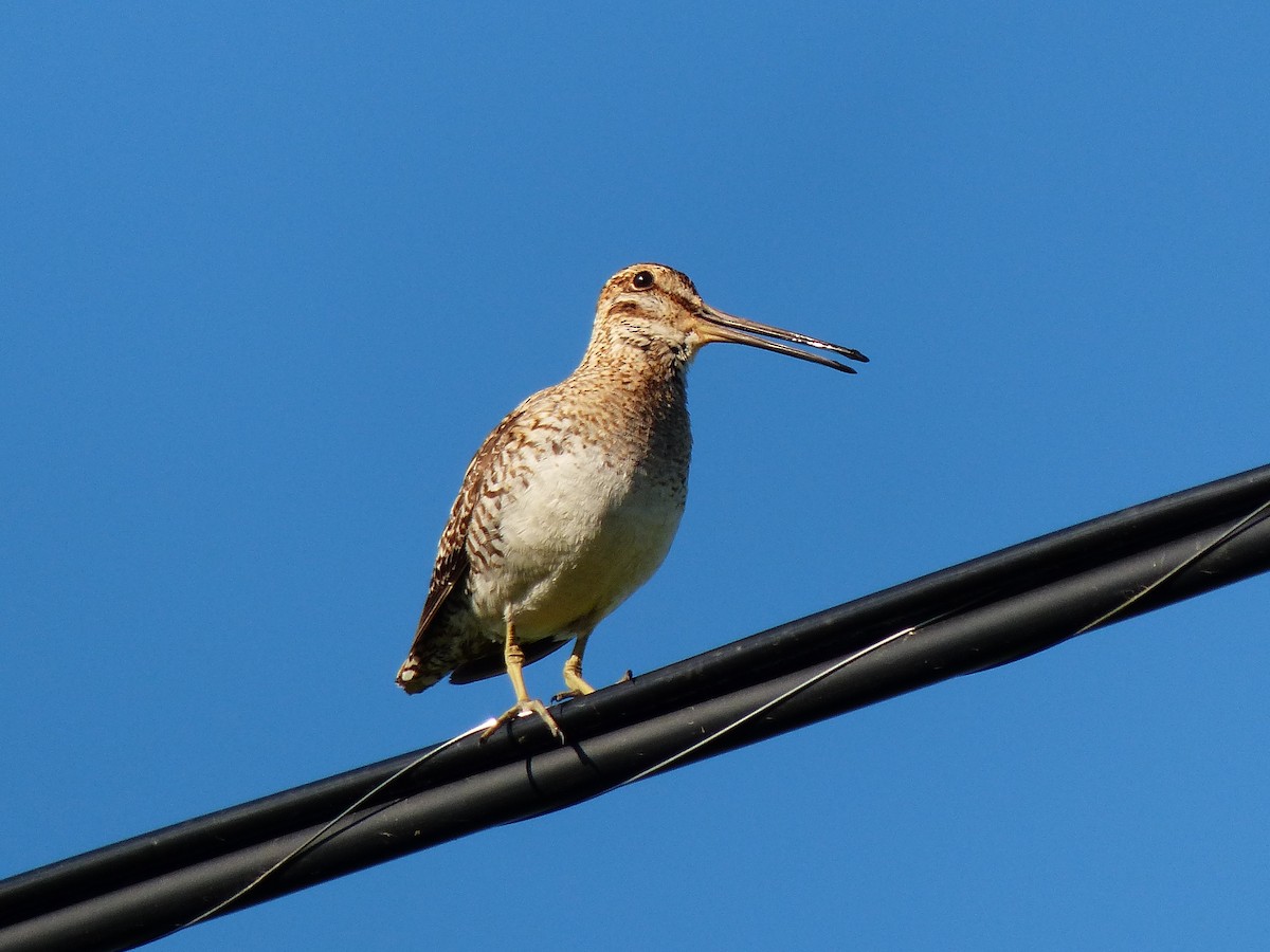 Wilson's Snipe - ML620623949