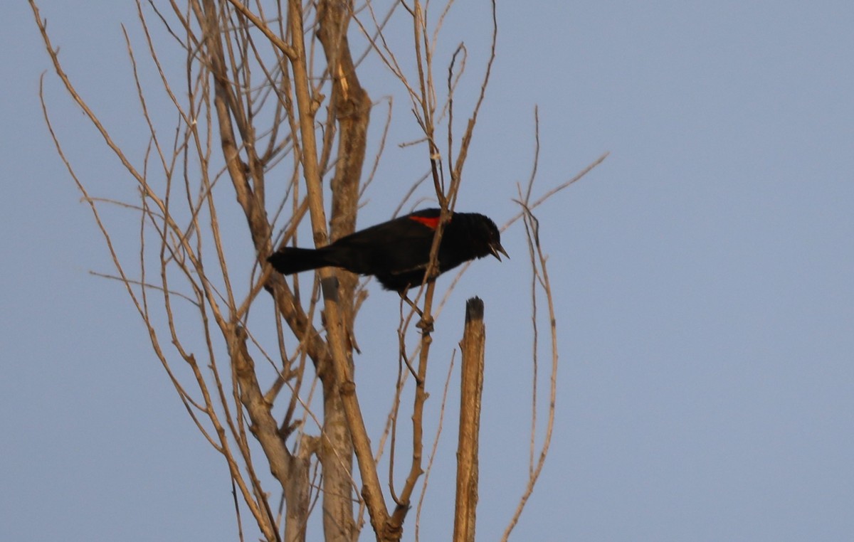 Red-winged Blackbird (California Bicolored) - ML620623951