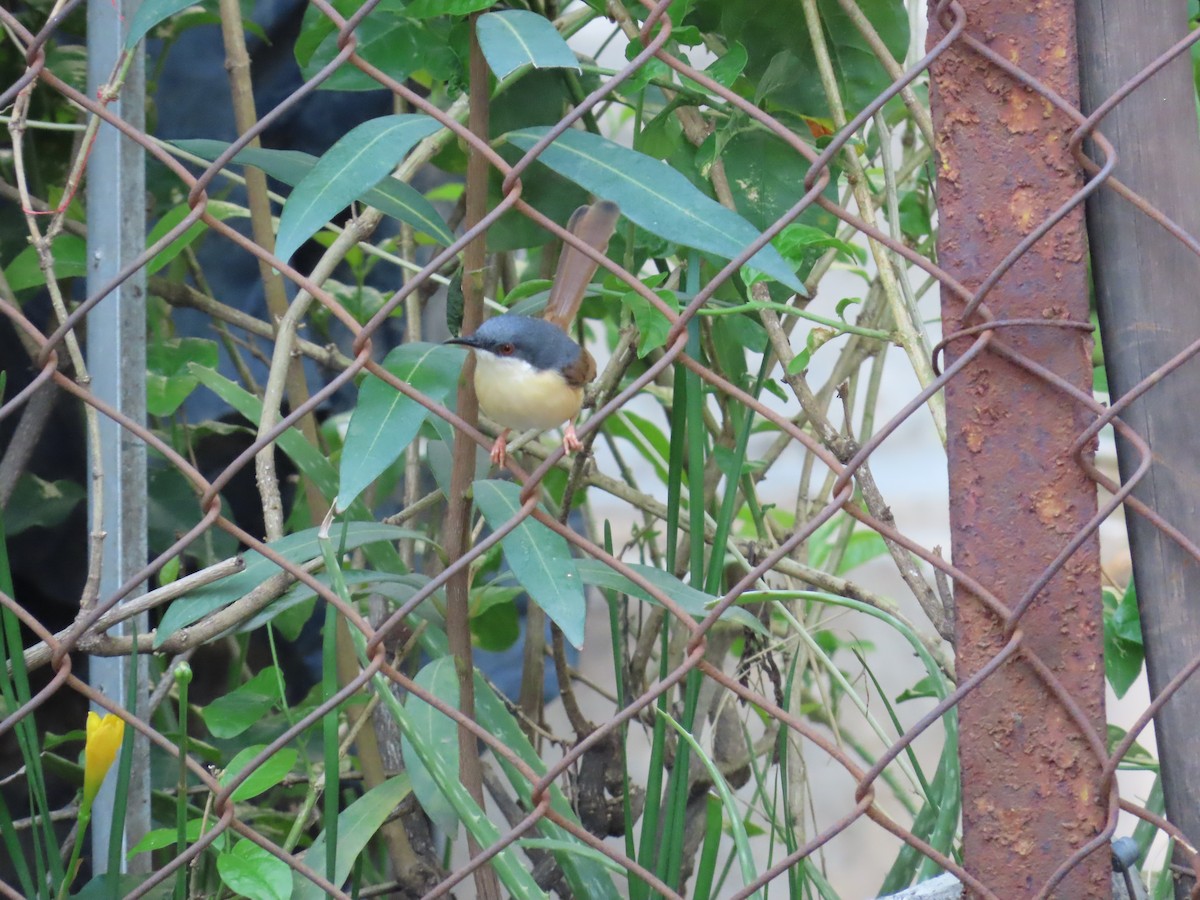 Prinia Cenicienta - ML620623953