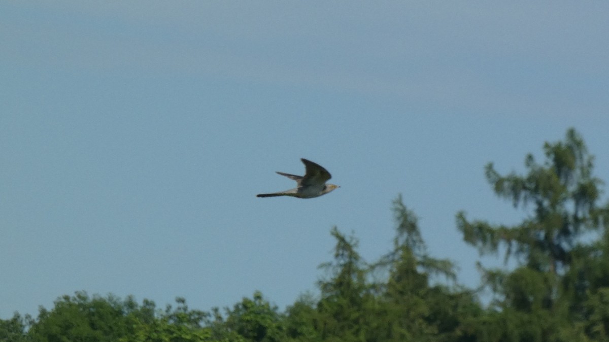 Common Cuckoo - ML620623956