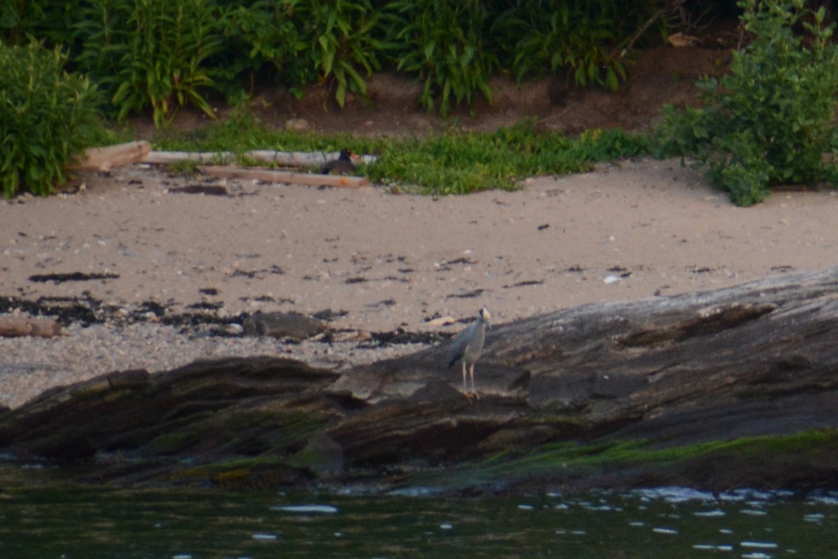 Yellow-crowned Night Heron - David Jeffrey Ringer