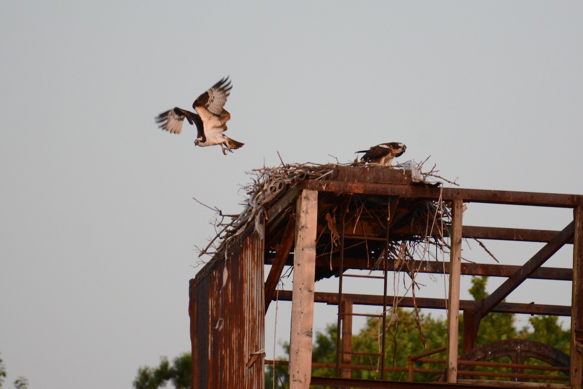 Osprey (carolinensis) - ML620623965