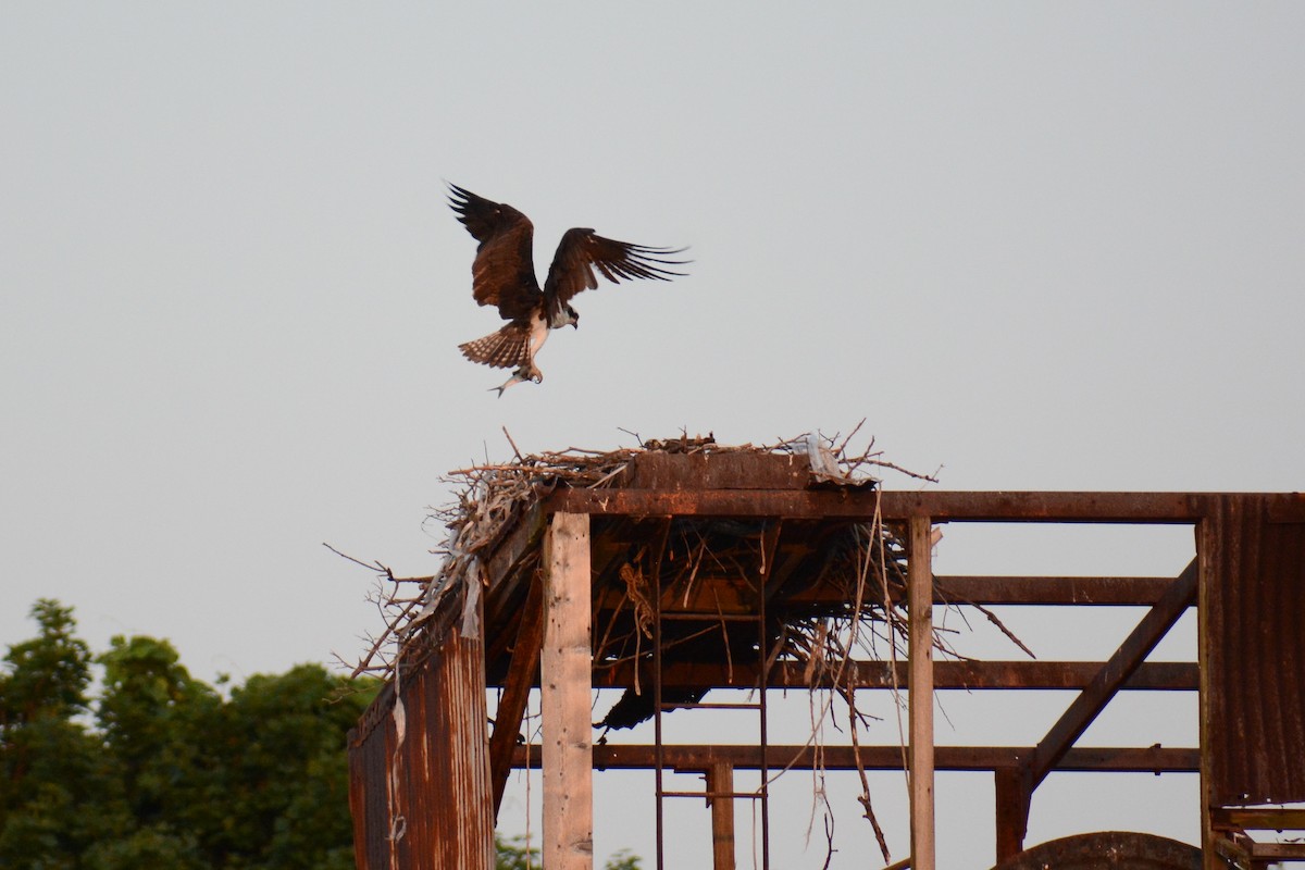 Osprey (carolinensis) - ML620623966