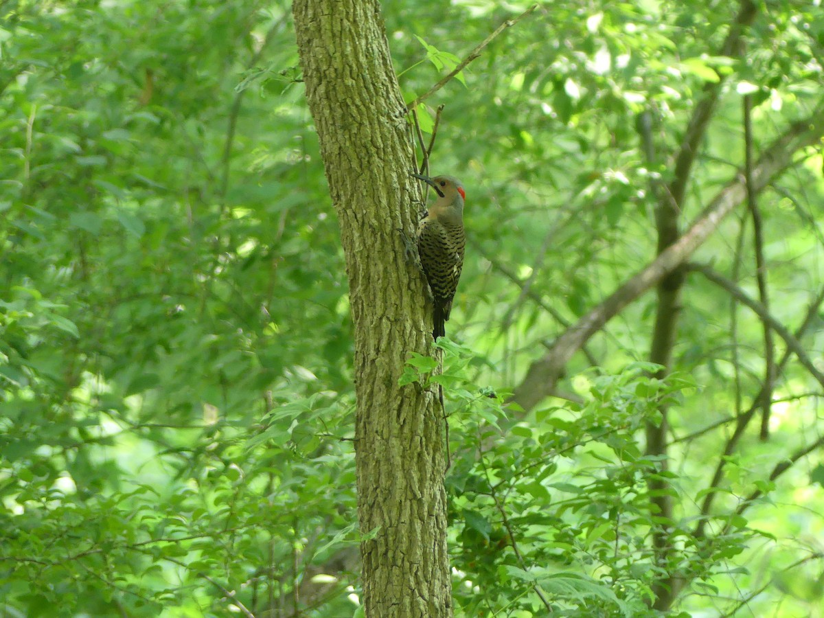 Northern Flicker - ML620623968