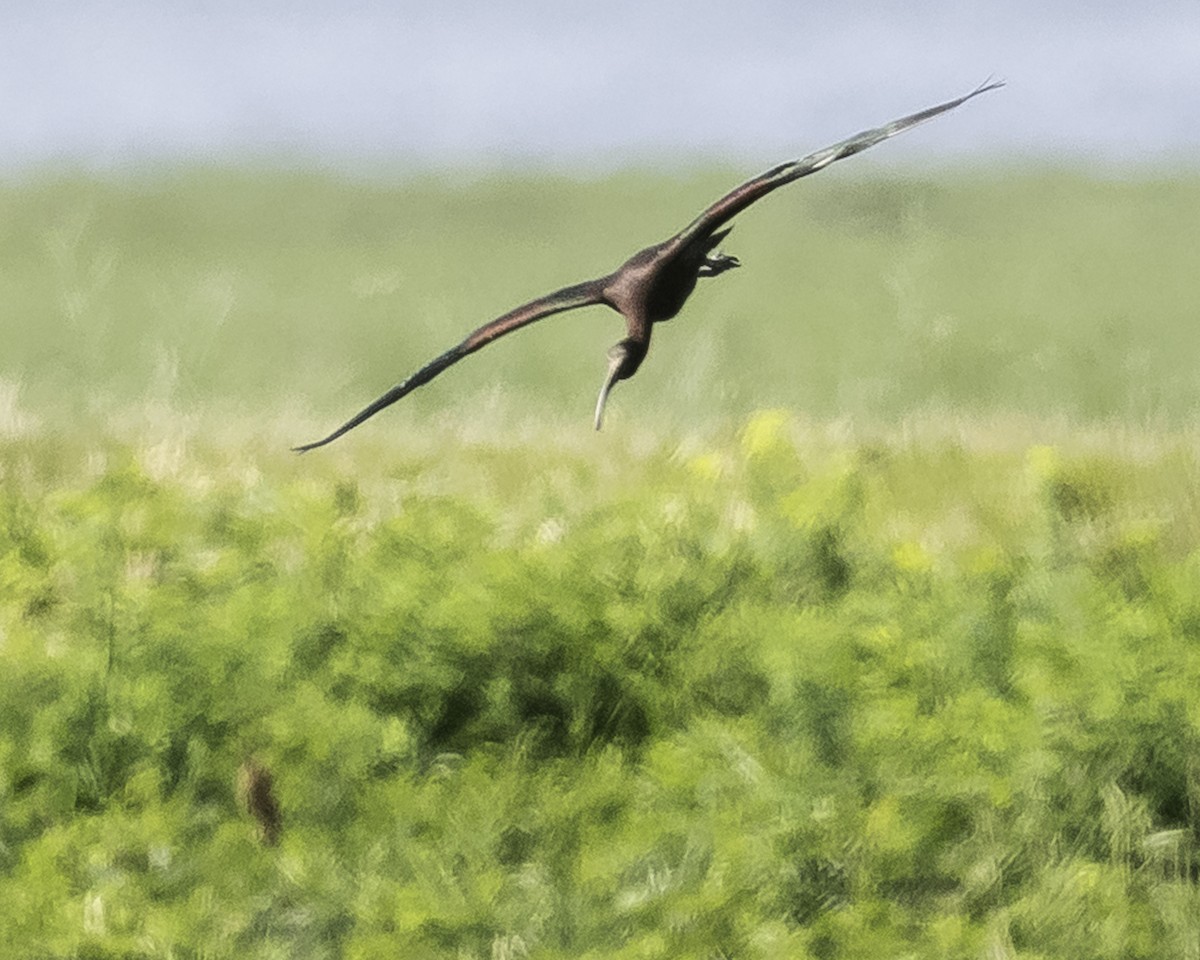 ibis hnědý - ML620623978